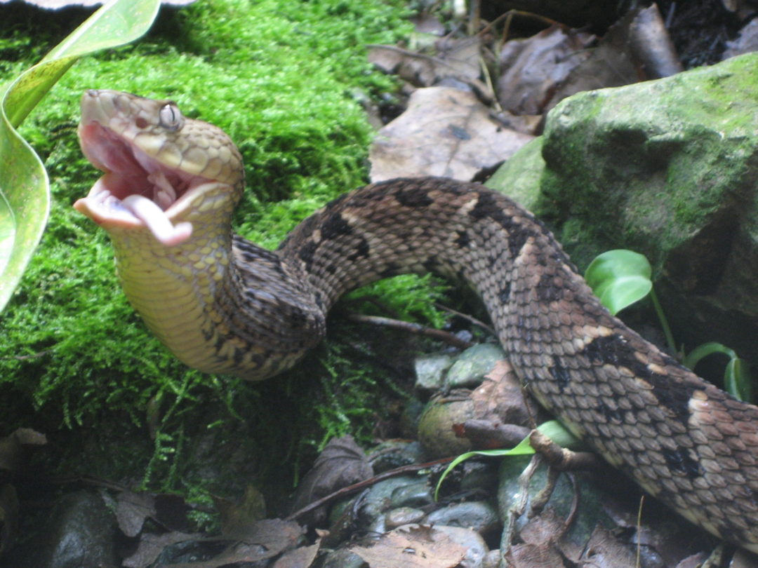 Morbana eating a mouse.