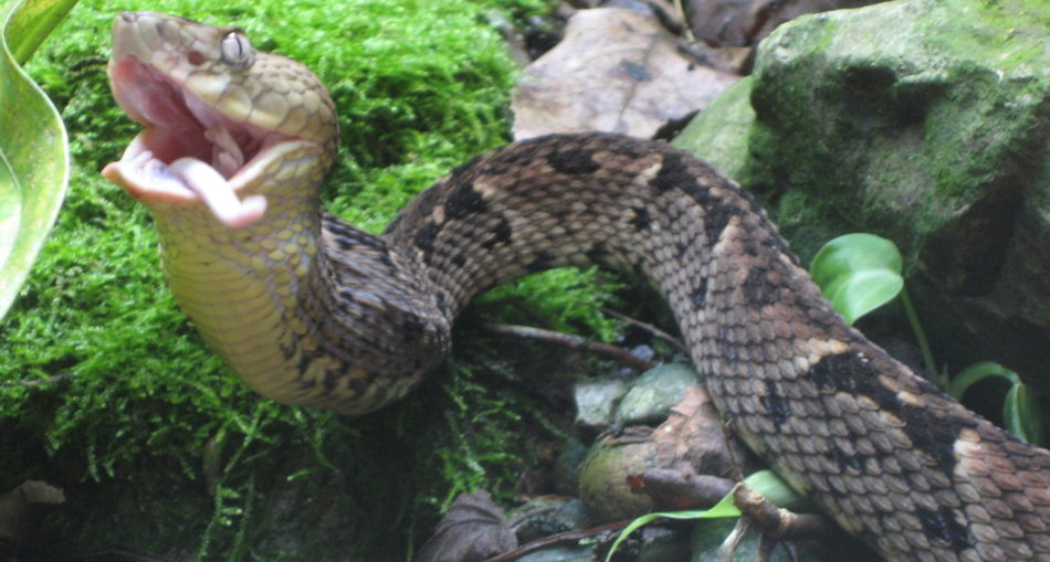 Morbana eating a mouse.