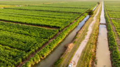 Leonora Sugar Cane Plantation