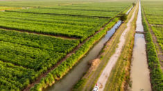 Leonora Sugar Cane Plantation