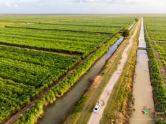 Leonora Sugar Cane Plantation