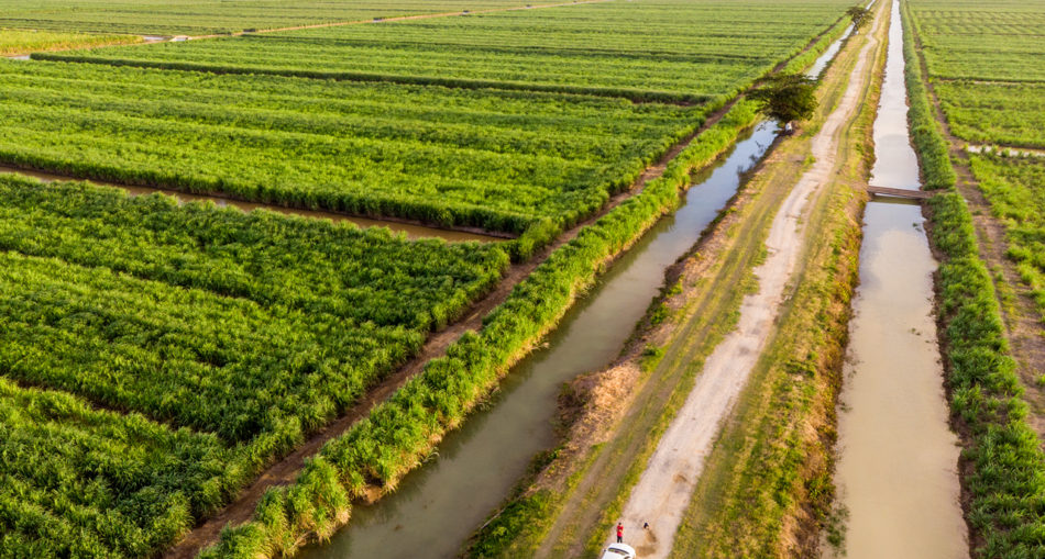 Leonora Sugar Cane Plantation