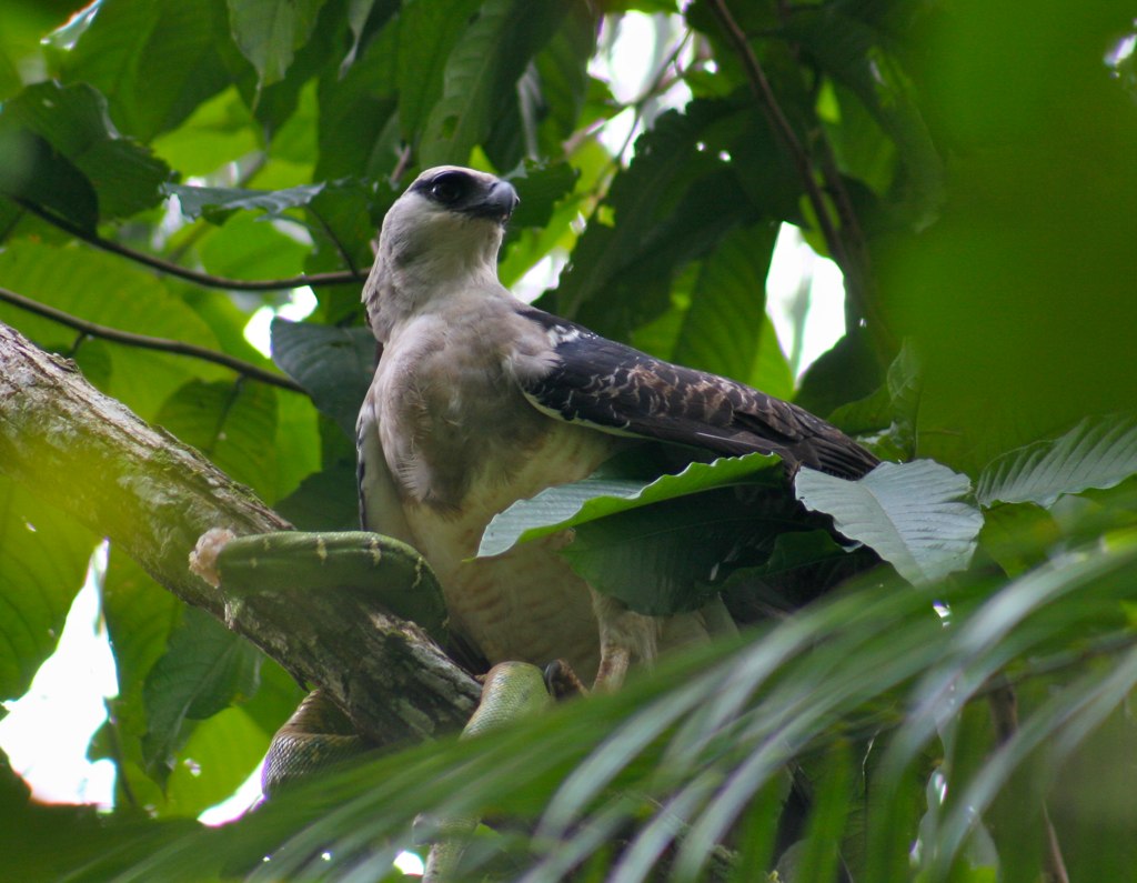 Crested Eagle (pale morph) eating a green snake, an emerald tree boa, which was too heavy for the bird to carry so the photographer was able to get right underneath the tree.