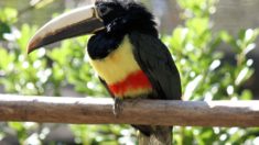 Black-necked Aracari