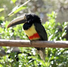 Black-necked Aracari