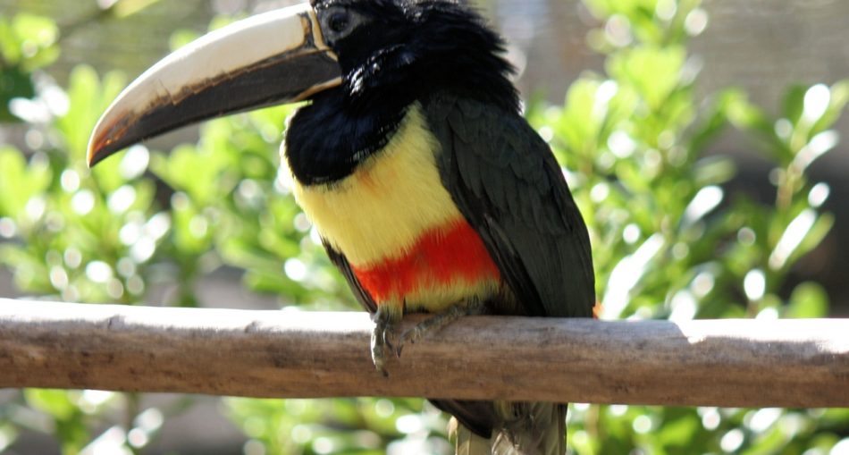 Black-necked Aracari