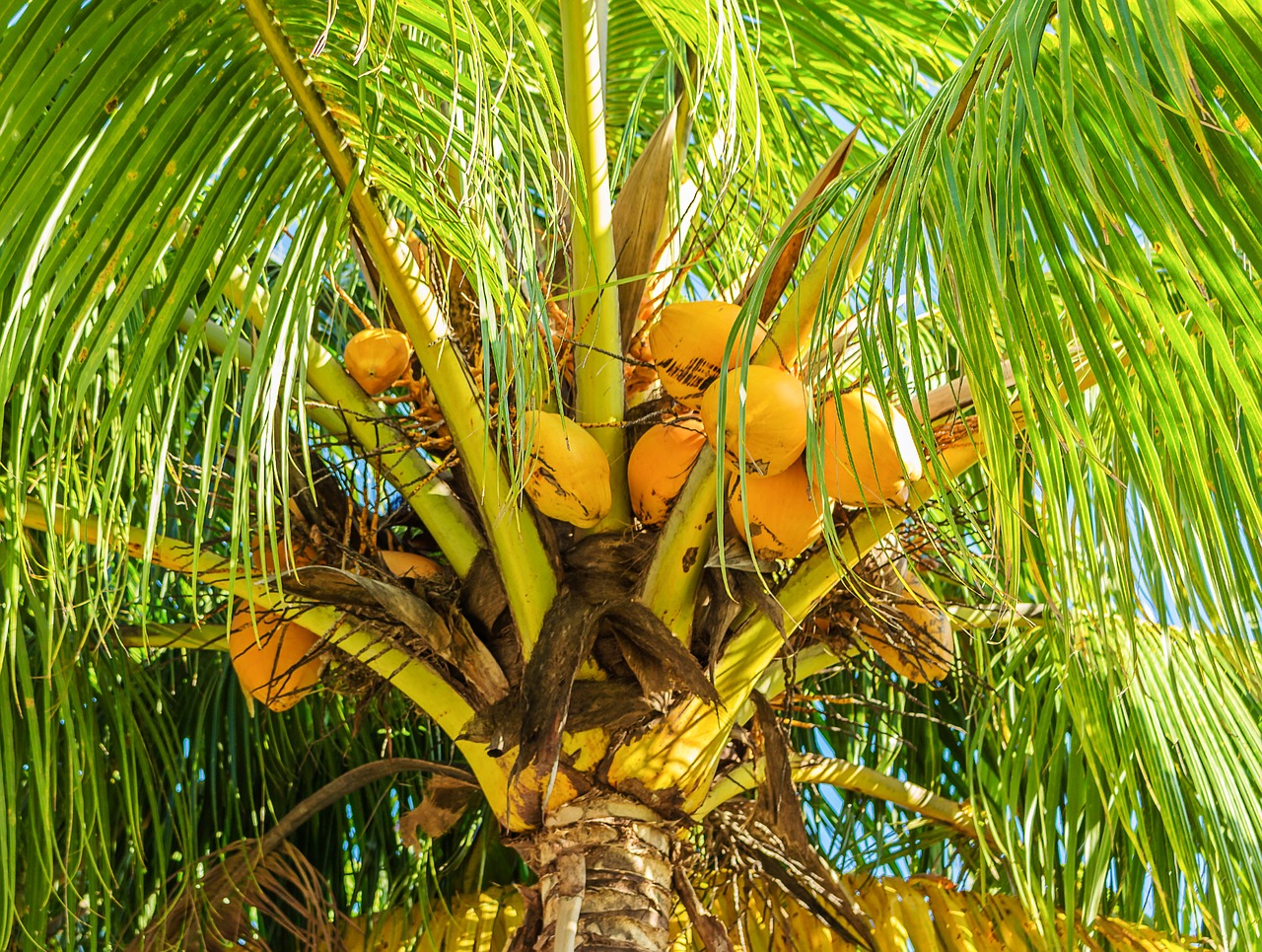 how to tell the difference between a palm tree and a coconut tree