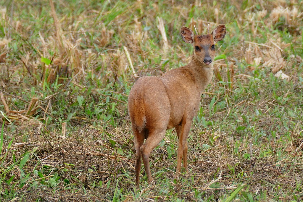 Male Red Brocket Deer (Mazama americana).