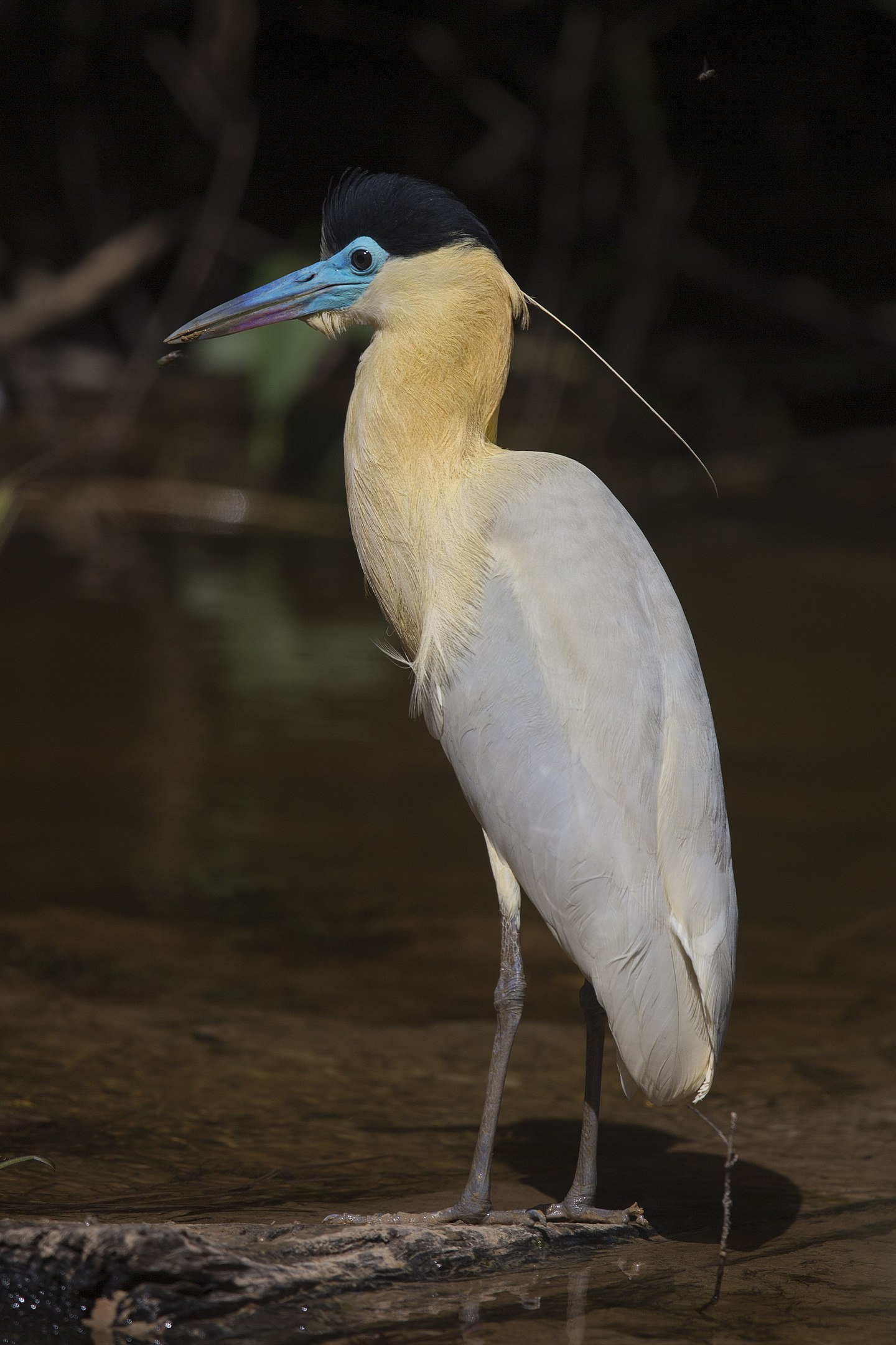 The capped heron (Pilherodius pileatus)