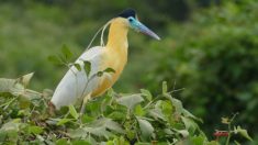 Capped Heron (Pilherodius pileatus)