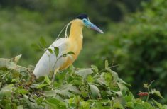 Capped Heron (Pilherodius pileatus)