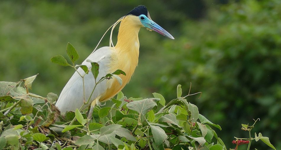 Capped Heron (Pilherodius pileatus)