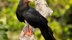 Red-throated Caracara