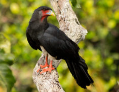 Red-throated Caracara