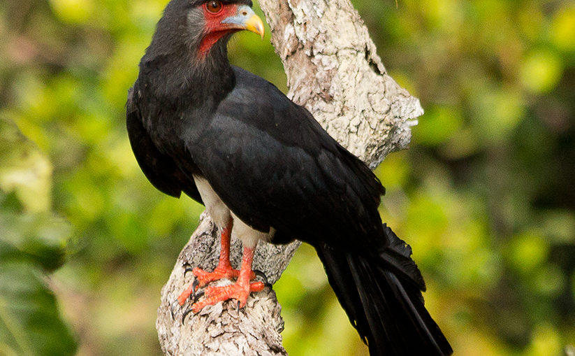 Red-throated Caracara