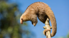 Silky Anteater