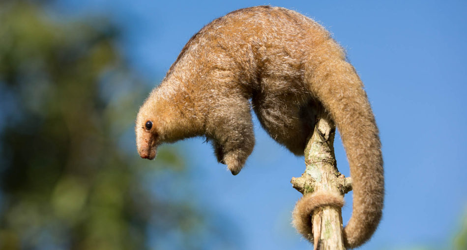 Silky Anteater