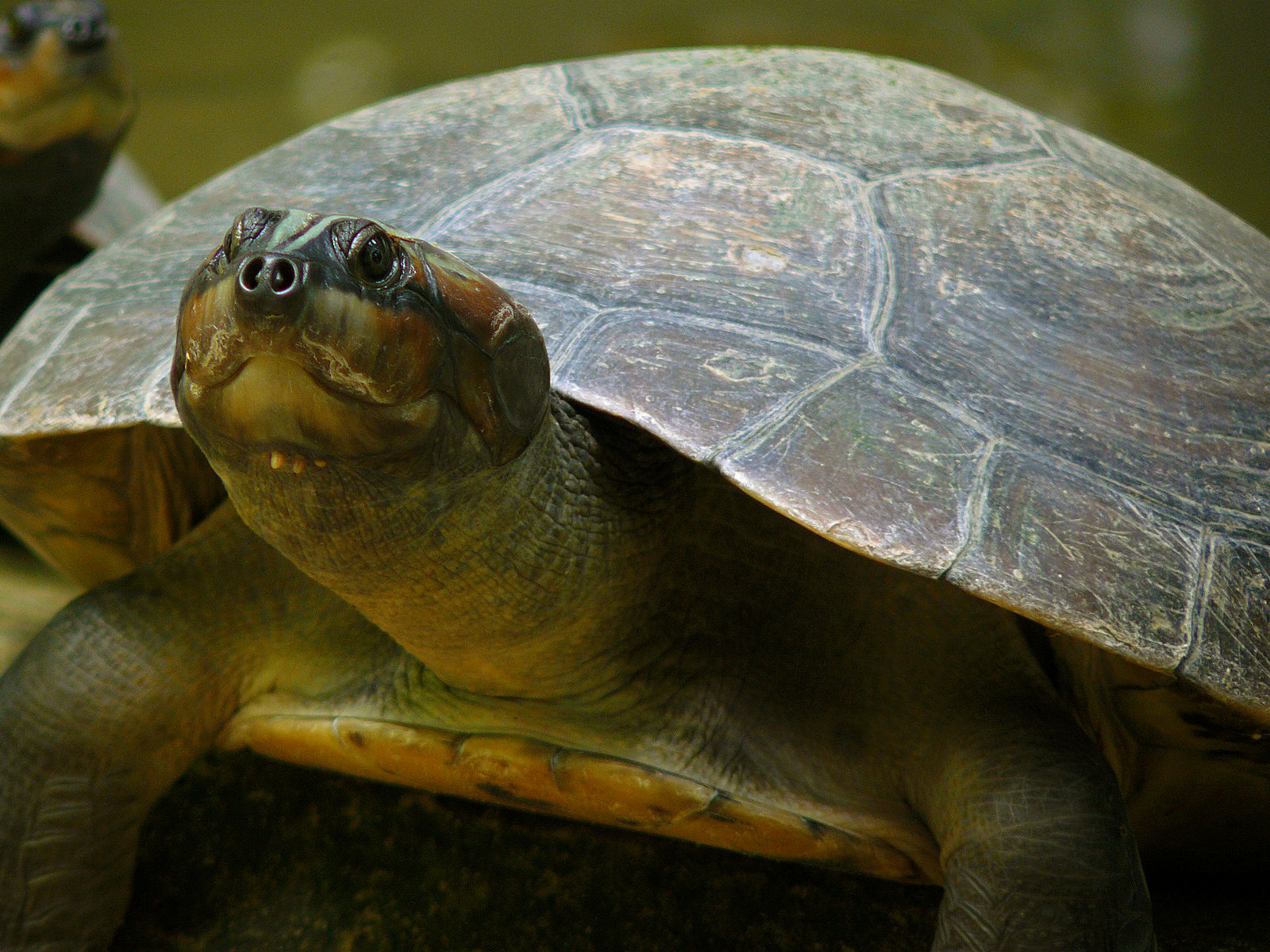 Giant River Turtles In Guyana One Of The Largest Freshwater Turtles In