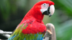 the red-and-green macaw