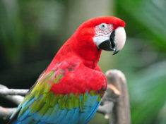 the red-and-green macaw