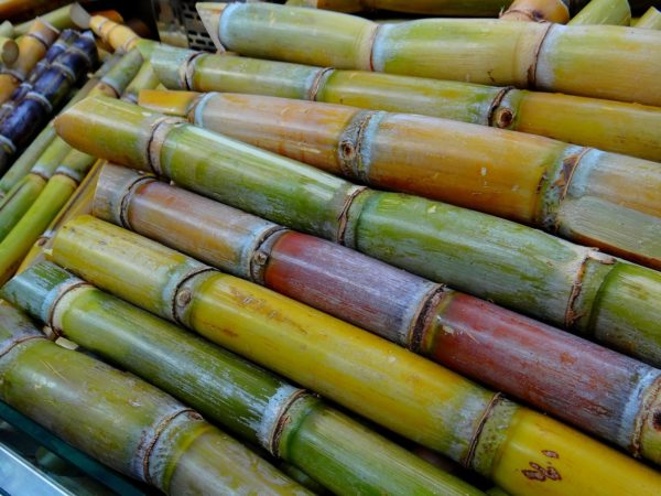 light brown sugar cane from guyana