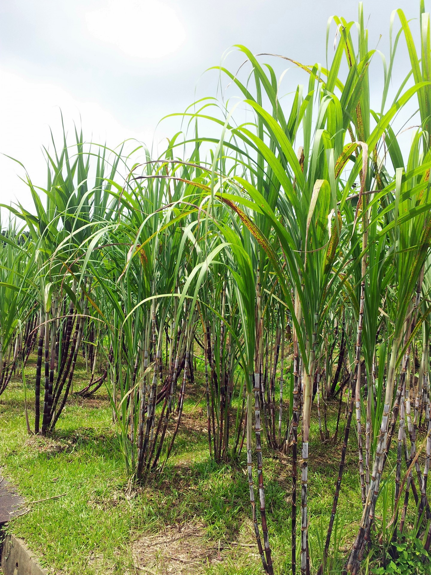 Сахарный тростник в россии. Сахарный тростник культивируемый. Сахарный тростник в Луизиане. Тростниковый сахар растение. Плантации сахарного тростника.