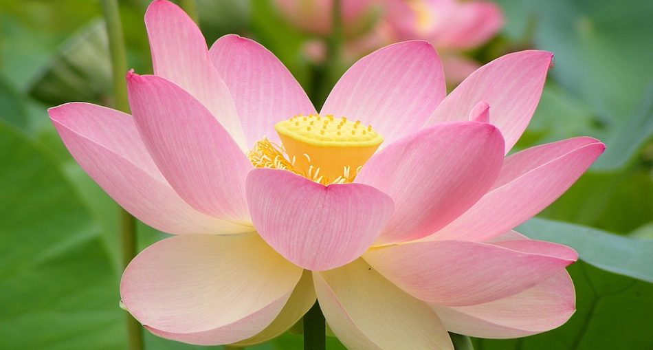 Sacred Lotus