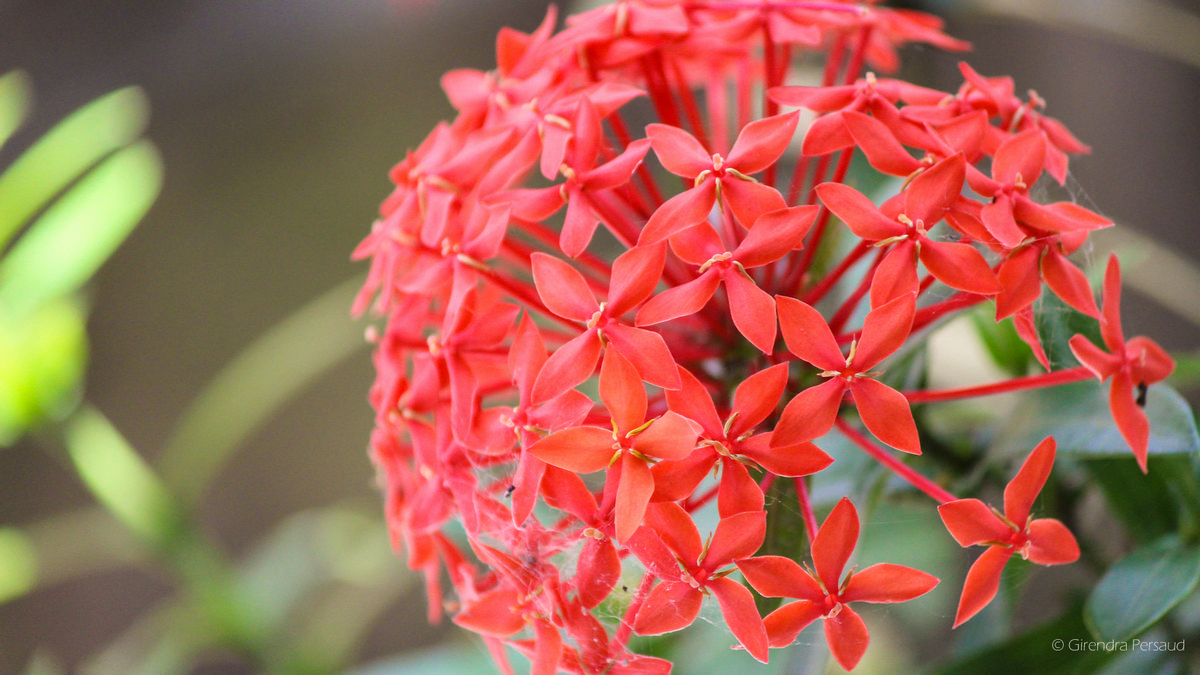 The West Indian Jasmine Flower AKA Jungle Flames – Things Guyana