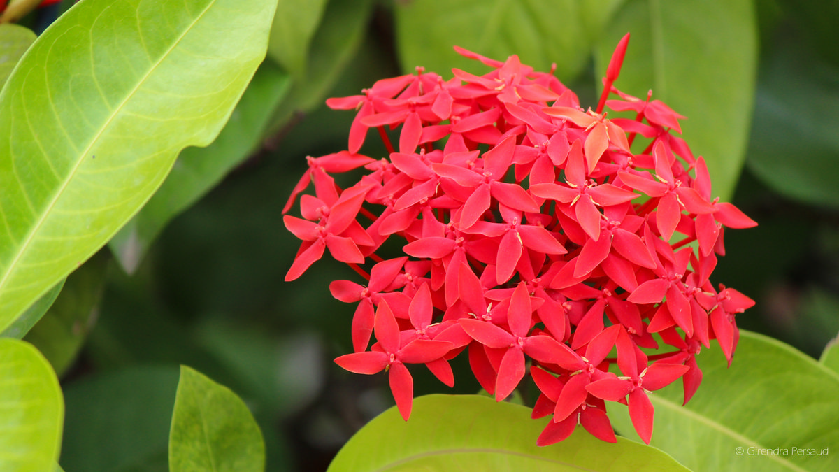 The West Indian Jasmine Flower AKA Jungle Flames – Things Guyana