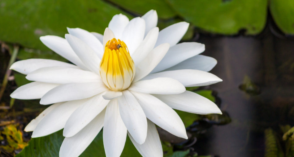 نبات مائي Pygmy Water-lily