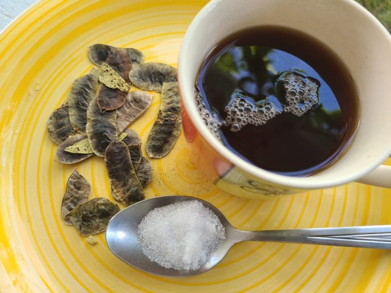 Senna Pods and Salts A Powerful Guyanese Purgative Things Guyana