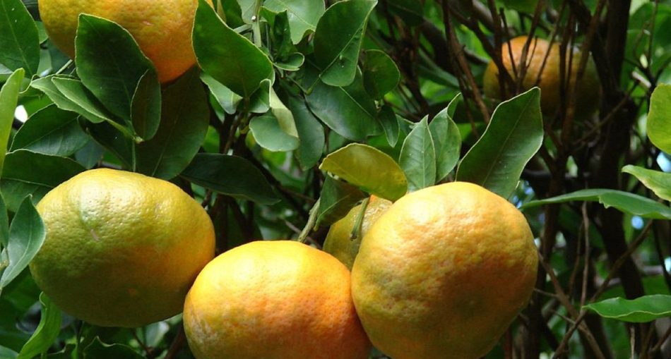 Did you know all Tangerines are Mandarins? - Learn 10 Health Benefits ...