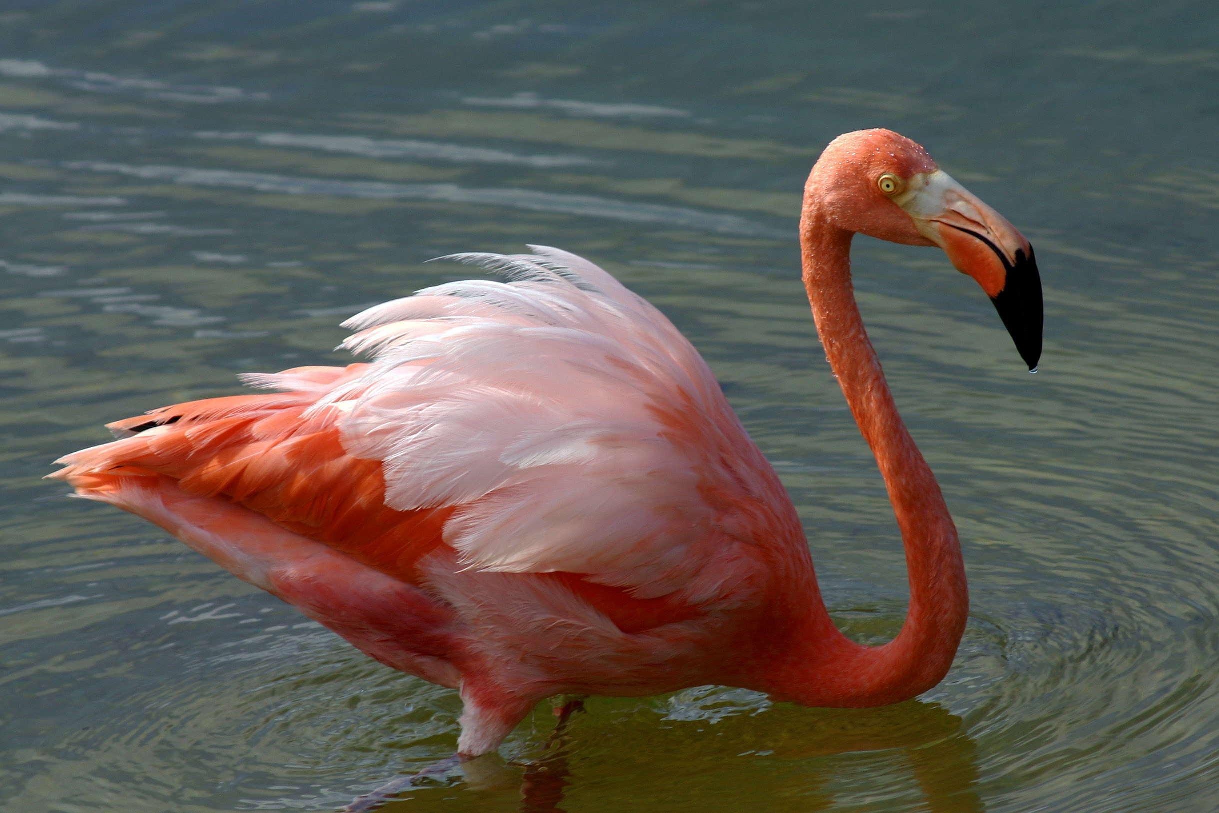 i15 and flamingo
