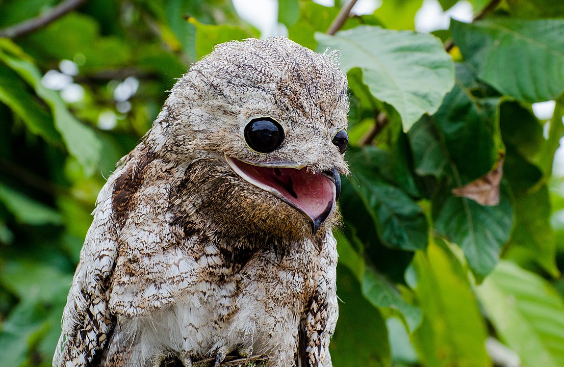 1106px-Mae-da-lua-gigante_Nyctibius_grandis.jpg