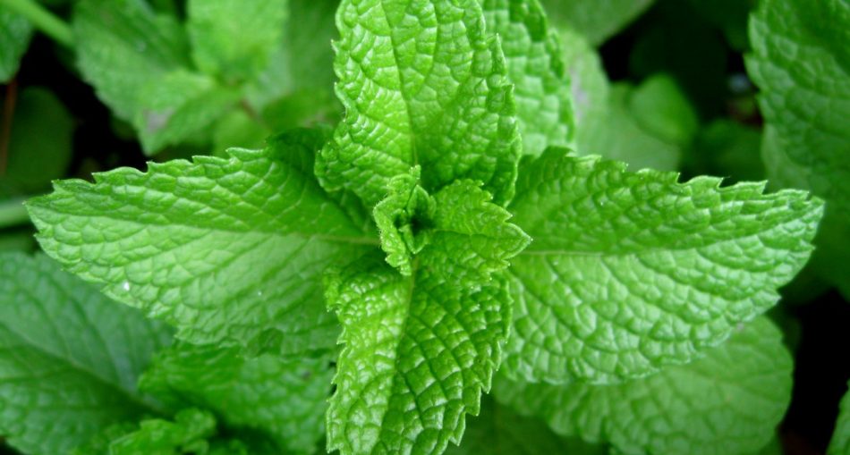 9 Surprising Ways To Use Mint Herb/Leaves - Things Guyana