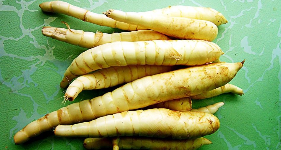 17 Secrets of the Arrowroot - The First Food in South America