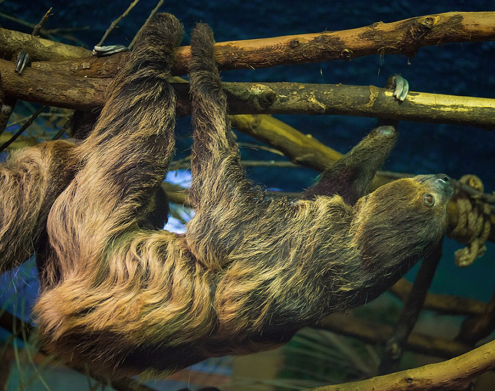The Two-Toed Sloth - Spending NINETY PERCENT (90%) of Its Life Upside Down!  - Things Guyana