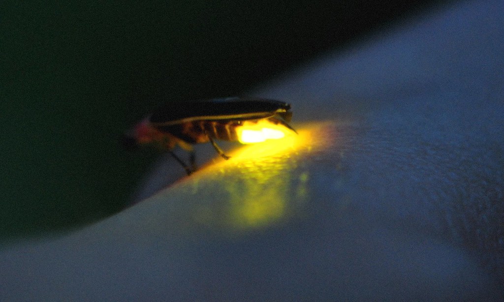 Firefly aka ‘Candlefly’ Nature’s Fairy Lights Things Guyana