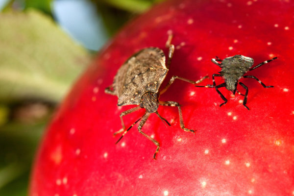 Stink Bug: Invasive and Smelly. Learn How To Control Them - Things Guyana