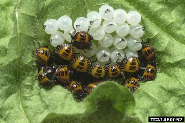 Stink Bug: Invasive and Smelly. Learn How To Control Them - Things Guyana