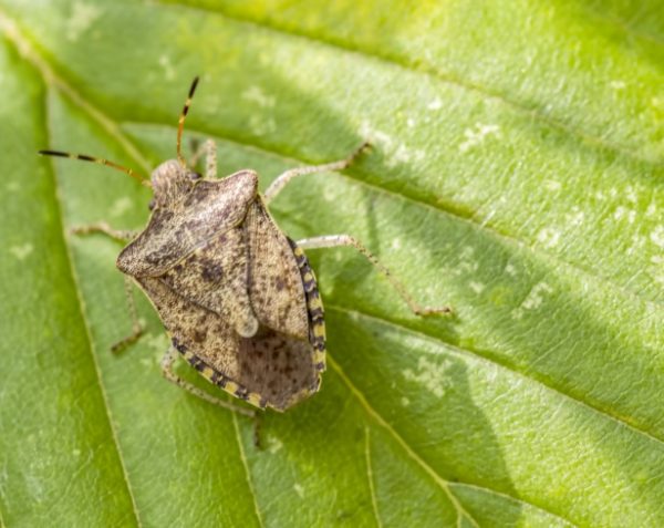 Stink Bug: Invasive and Smelly. Learn How To Control Them - Things Guyana