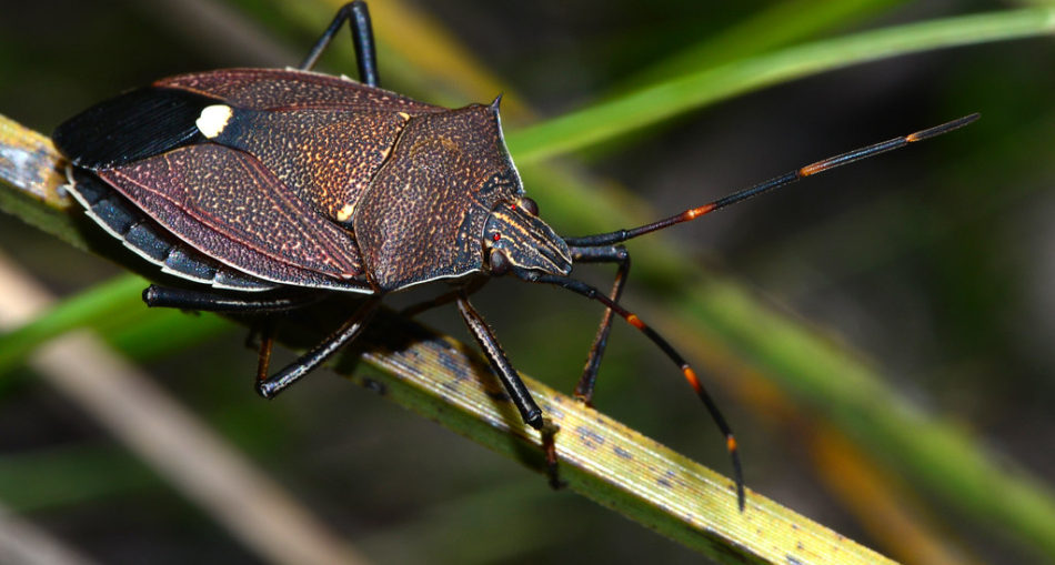 Stink Bug: Invasive and Smelly. Learn How To Control Them - Things Guyana