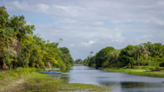 Inland river on the Essequibo Coast