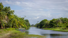 Inland river on the Essequibo Coast