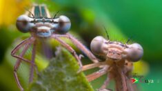 Unveiling the Delicate Dance of the Damselfly