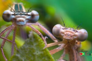 Unveiling the Delicate Dance of the Damselfly