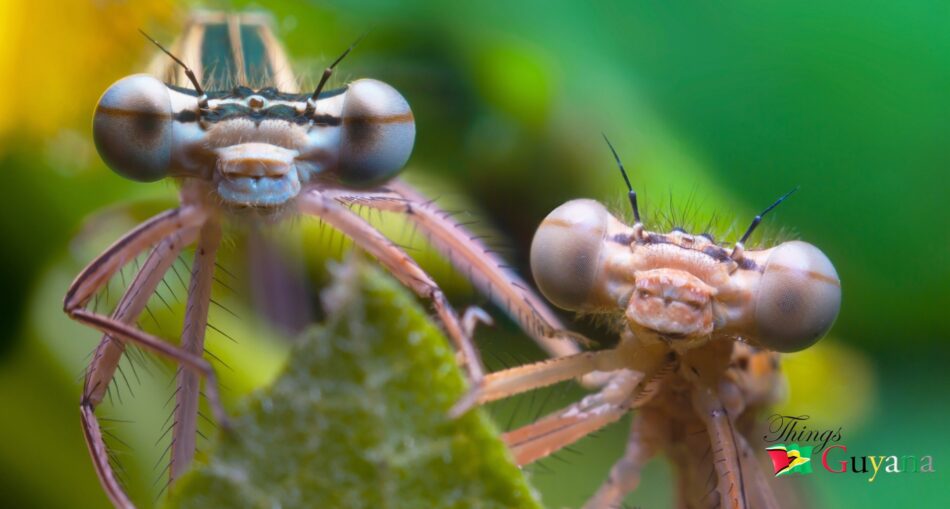 Unveiling the Delicate Dance of the Damselfly