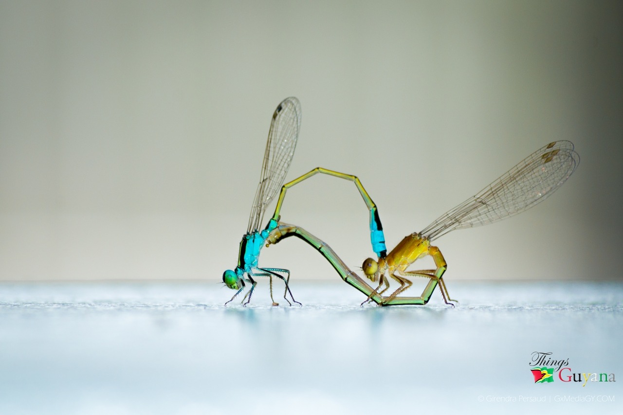 Unveiling the Delicate Dance of the Damselfly