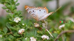 White Peacock Butterfly