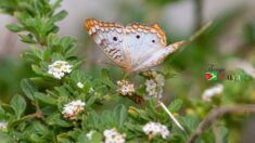 White Peacock Butterfly